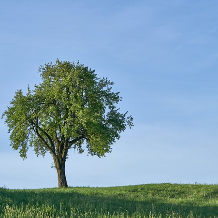 Uprooting Trees