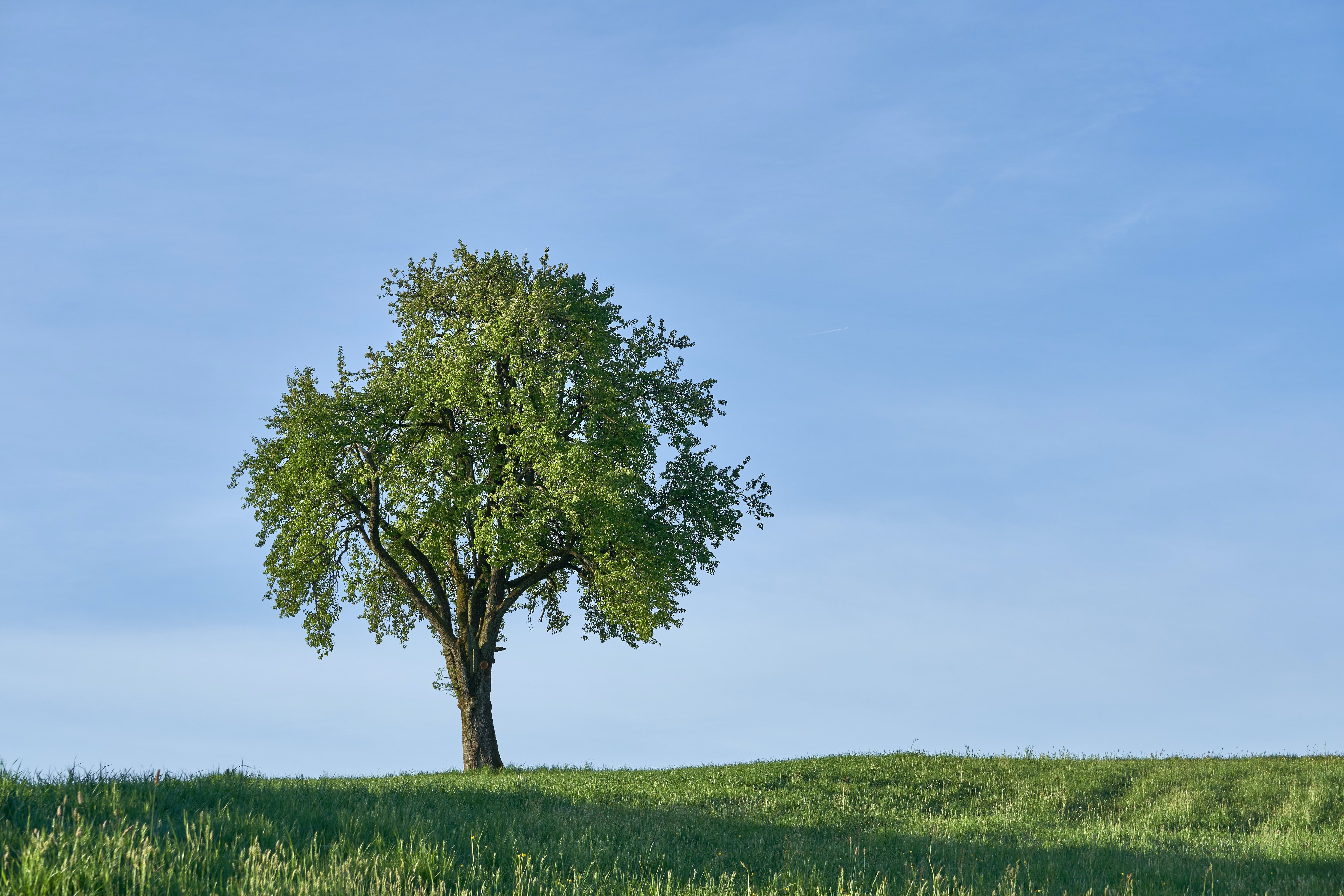 Uprooting Trees